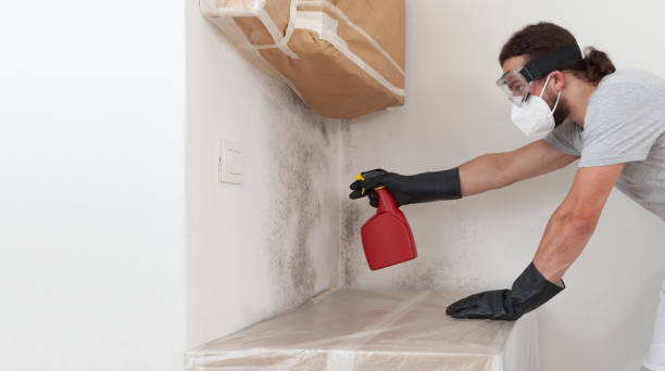 Professional Mold Remediation technician working in Wellesley Hills, MA
