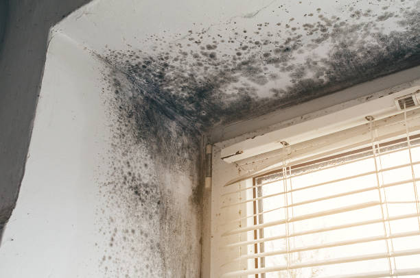 Affordable Mold Remediation solutions in Wellesley Hills, MA